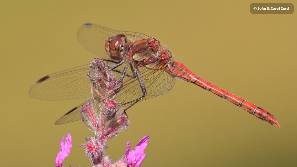 IMG_7223 Sympetrum striolatum male.JPG